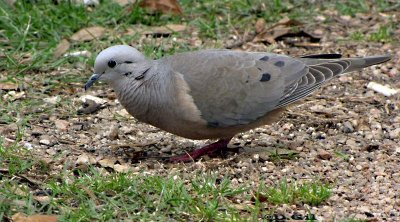 TORCAZA (Zenaida auriculata) - Parque Rivera-MONTEVIDEO (Noviembre  2009)